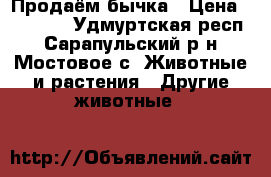 Продаём бычка › Цена ­ 35 000 - Удмуртская респ., Сарапульский р-н, Мостовое с. Животные и растения » Другие животные   